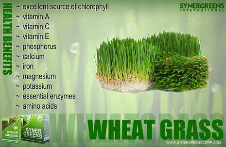Wheat Grass